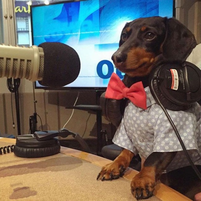 Crusoe the Celebrity Dachshund